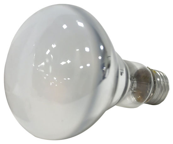 Image sur AMP HAL 50 W BR30 120 V